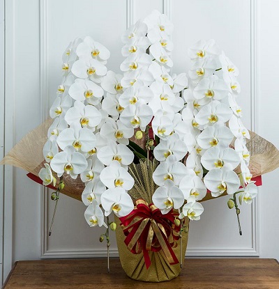 六本木に贈れる胡蝶蘭