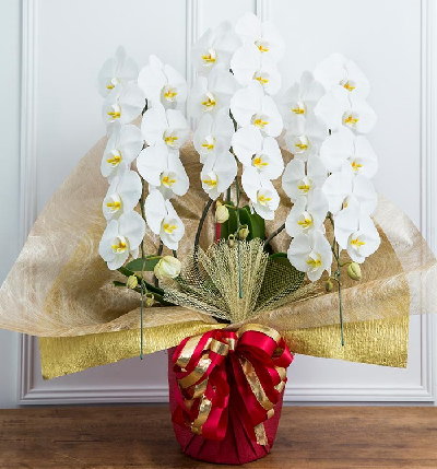 六本木に胡蝶蘭