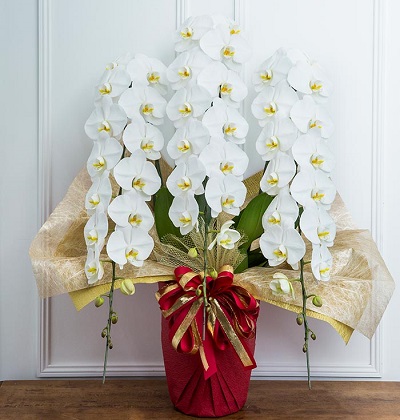 六本木へ高品質な胡蝶蘭